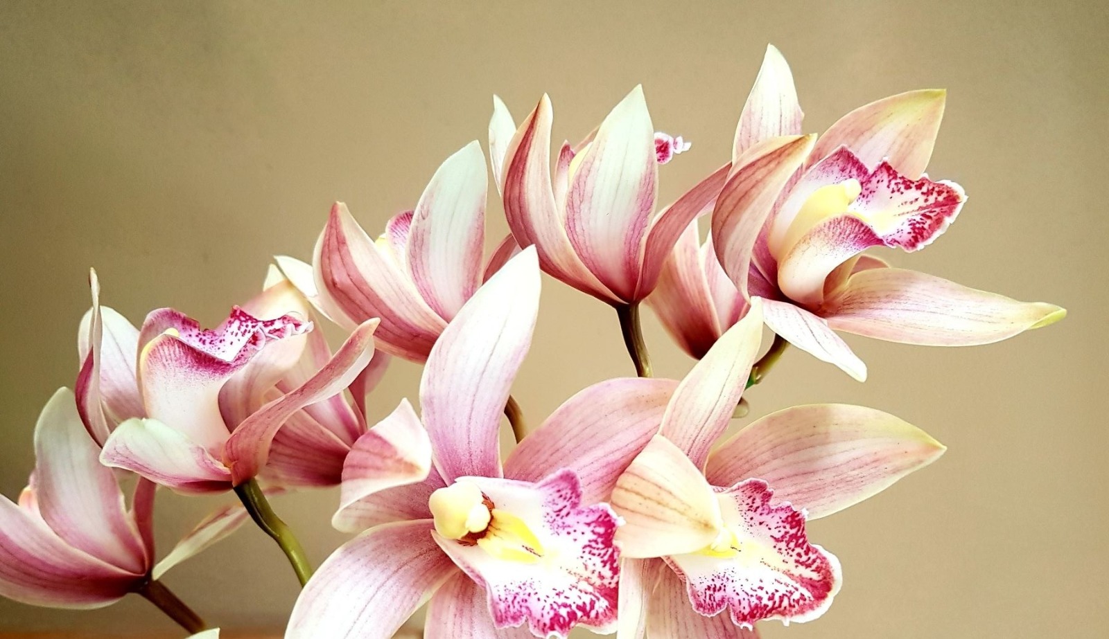 WhatsApp Image 2025 07 03 At 15.50.33